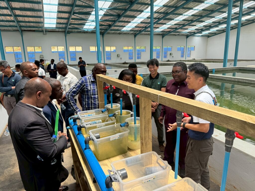 口蹄疫重挫史瓦帝尼牛肉產業-國合會助水產養殖成重要蛋白質來源